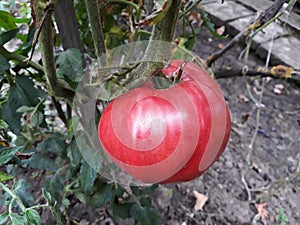 Close up of a big red tomato grown outside in a bio garden.