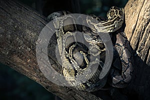 Close-up of a big Reticulated Python or Malayopython reticulatus curl oneself up