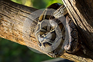 Close-up big Reticulated Python or Malayopython reticulatus curl oneself up