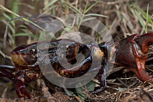 Close up of A big Ricefield crab in natural field
