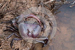 Close up of A big Ricefield crab in natural field