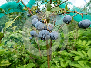 Close-up of big, ripe cultivated blueberries or highbush blueberries growing on branches of blueberry bush surrounded with green