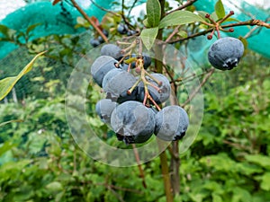 Close-up of big, ripe cultivated blueberries or highbush blueberries growing on branches of blueberry bush surrounded with green