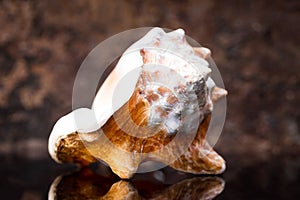Close-up big seashell with reflection photo