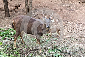 Close up of big and small Barking deer Muntjac