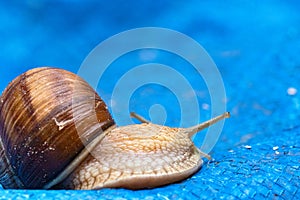 Close-up of a big snail with horns
