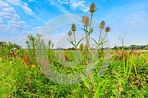 Close-up of Big Teasel, Dipsacus fullonum growing and light blue flowering on fluvial soil along the River Waal
