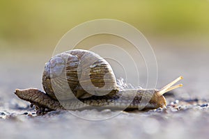 Close-up of big terrestrial snail with brown shell slowly crawling on bright blurred background. Use of mollusks as food and