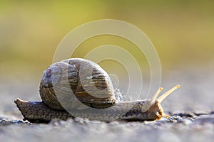 Close-up of big terrestrial snail with brown shell slowly crawling on bright blurred background. Use of mollusks as food and damag