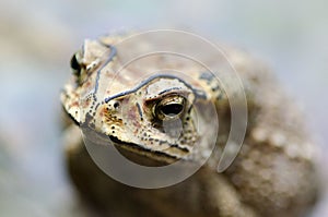 Close-up of big toad. Shallow depth of field