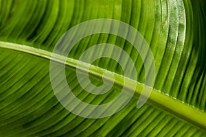 Close-up of big torpical maximum green leaf photo