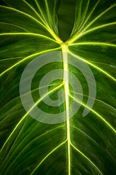 Close-up of big torpical philodendron leaf photo