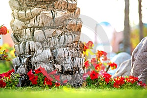 Close up of a big trunk of old palm tree growing on green grass lawn with red flowers around