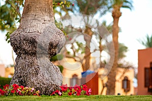 Close up of a big trunk of old palm tree growing on green grass lawn with red flowers around