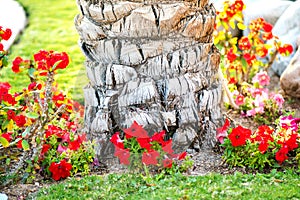 Close up of a big trunk of old palm tree growing on green grass lawn with red flowers around