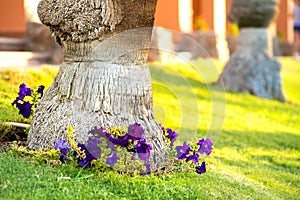 Close up of a big trunk of old palm tree growing on green grass lawn with red flowers around