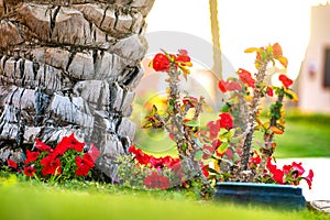 Close up of a big trunk of old palm tree growing on green grass lawn with red flowers around