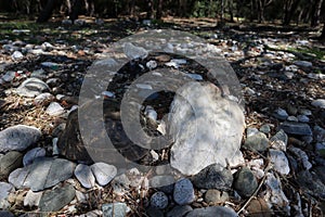 Closeup of a big turtle on a rock