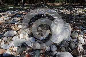 Closeup of a big turtle on a rock