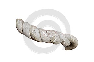 Close up big vine isolated on white