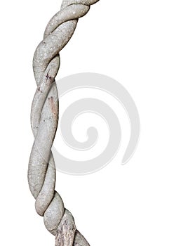 Close up big vine isolated on white