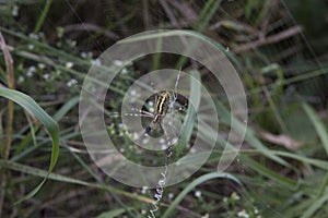 close-up: big wasp spider showing web decoration called stabilimentum