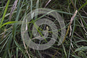 close-up: big wasp spider showing web decoration called stabilimentum