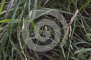 close-up: big wasp spider showing web decoration called stabilimentum