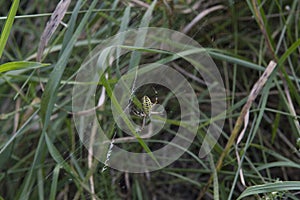 close-up: big wasp spider showing web decoration called stabilimentum