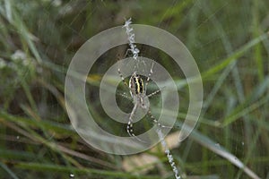 close-up: big wasp spider showing web decoration called stabilimentum