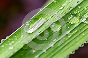 close-up big water drops on green fresh grass. Beautiful leaf texture with morning dew in nature. Natural background wallpaper