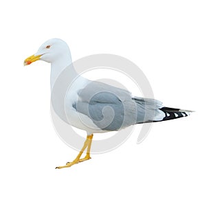 Close-up of big white seagull standing isolated on white background.