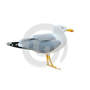 Close-up of big white seagull standing isolated on white background.