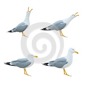 Close-up of big white seagulls standing screaming crying with op