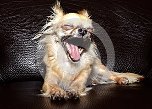 Close-up of a big yawn from a tiny Chihuahua