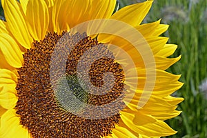 Close up of a big yellow sunflower in the sun light in the flower field