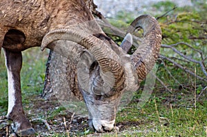 Close up of a Bighorn Sheep