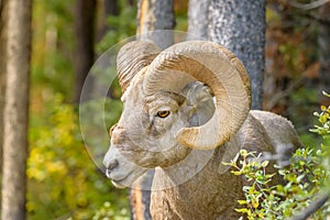 Close up of bighorn sheep in a forest environment