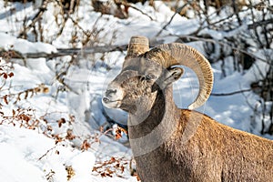 Close up Bighorn Sheep Ram Head and Shoulders