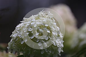 Close up of blooming bigleaf hydrangea