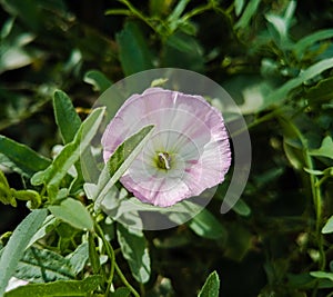 Close up of Bindweed flower. Bindweed flower. Morning glory flower.