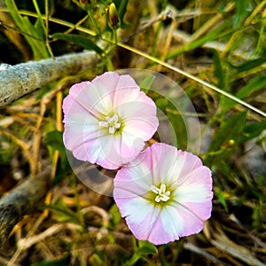 Close up of bindweed flower. Bindweed flower. Morning glory flower. Bindweed