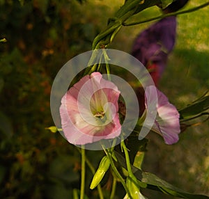 Close up of Bindweed flower. Bindweed flower. Morning glory flower.