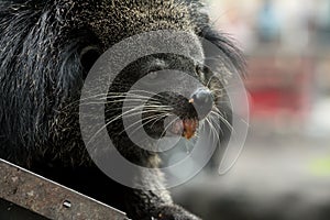 Close up of binturong face eating food on pole