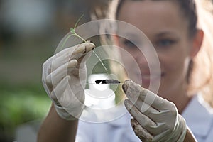 Biologist holding seedling above glass for test