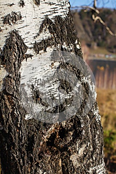 Close up birch bark texture natural background. birch tree wood texture with old cracks. pattern of birch bark