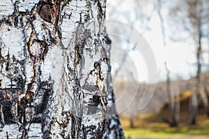 Close up birch bark texture natural background. birch tree wood texture with old cracks. pattern of birch bark