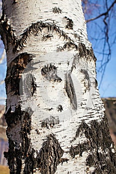 Close up birch bark texture natural background. birch tree wood texture with old cracks. pattern of birch bark