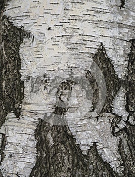 Close up birch tree bark natural background