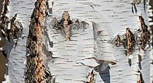 Close up of birch tree bark texture with natural peeling layers